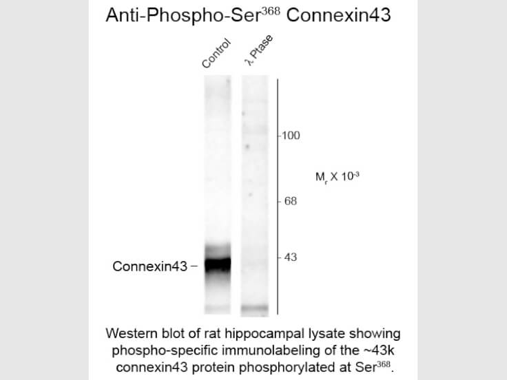 Western Blot of Anti-Connexin 43 pS368 (Rabbit) Antibody - 612-401-D23