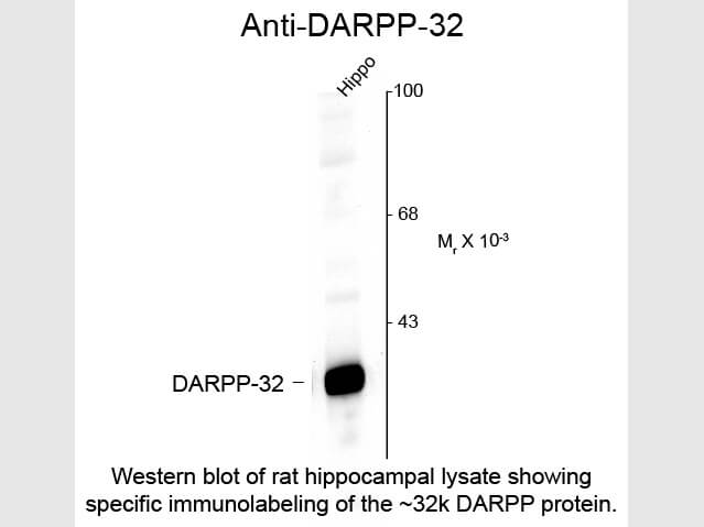 Western Blot of Anti-DARPP-32 (Rabbit) Antibody - 612-401-D24