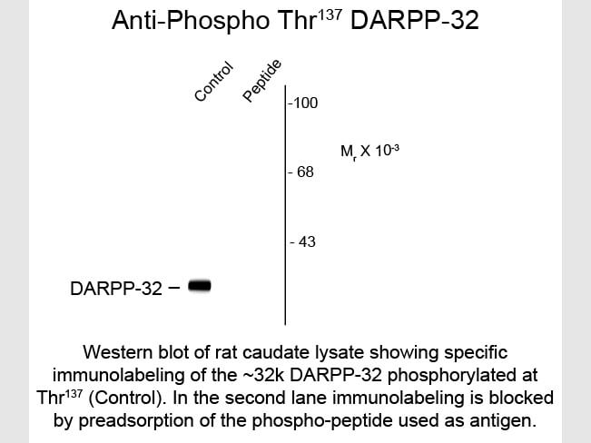 Western Blot of Anti-DARPP-32 pS137 (Rabbit) Antibody - 612-401-D26