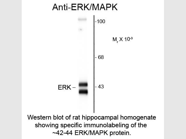 Western Blot of Anti-ERK/MAPK (Rabbit) Antibody - 612-401-D38