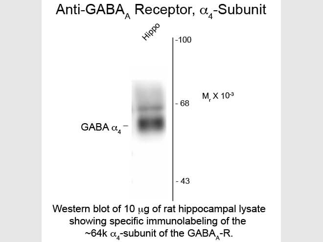 Western Blot of Anti-GABA(A) Receptor alpha 4 (Rabbit) Antibody - 612-401-D47