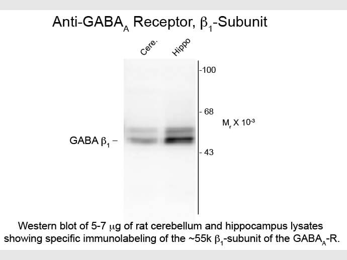 Western Blot of Anti-GABA(A) Receptor beta 1 (Rabbit) Antibody - 612-401-D49