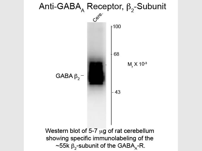 Western Blot of Anti-GABA(A) Receptor beta 2 (Rabbit) Antibody - 612-401-D50