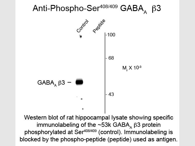 Western Blot of Anti-GABA(A) Receptor beta 3 pS408/pS409 (Rabbit) Antibody - 612-401-D51