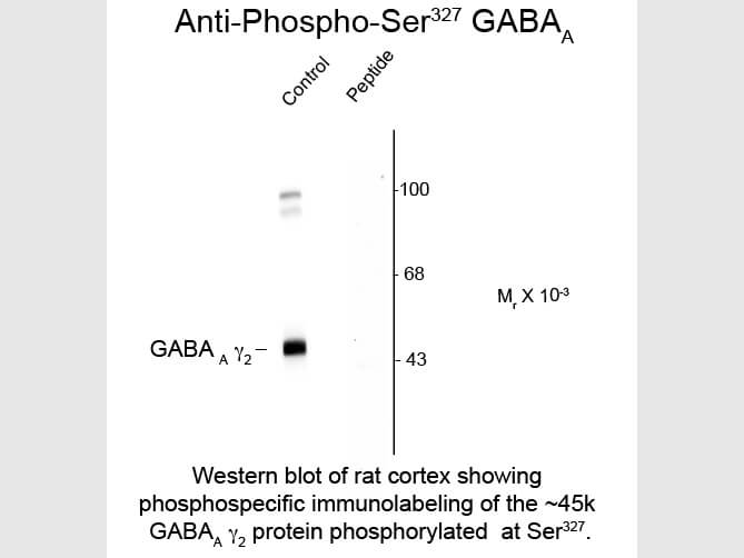 Western Blot of Anti-GABA(A) Receptor gamma 2 pS327 (Rabbit) Antibody - 612-401-D52