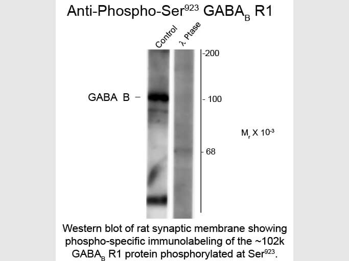 Western Blot of Anti-GABA(B) Receptor 1 pS923 (Rabbit) Antibody - 612-401-D54
