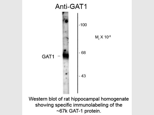 Western Blot of Anti-GABA Transporter 1 (GAT1) (Rabbit) Antibody - 612-401-D56