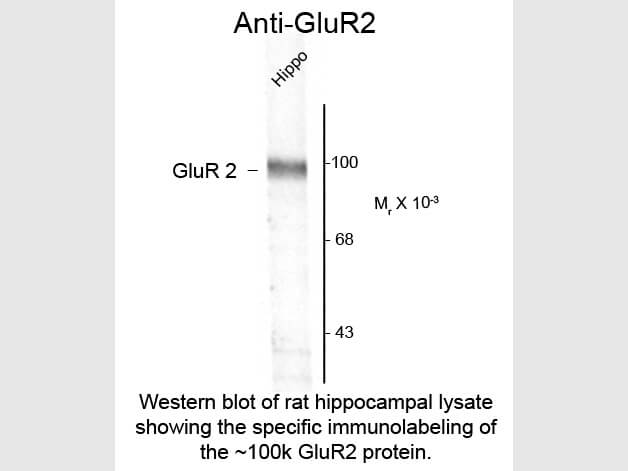 Western Blot of Anti-GluR2 (Rabbit) Antibody - 612-401-D62