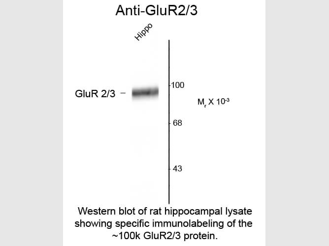 Western Blot of Anti-GluR2/3 (Rabbit) Antibody - 612-401-D63