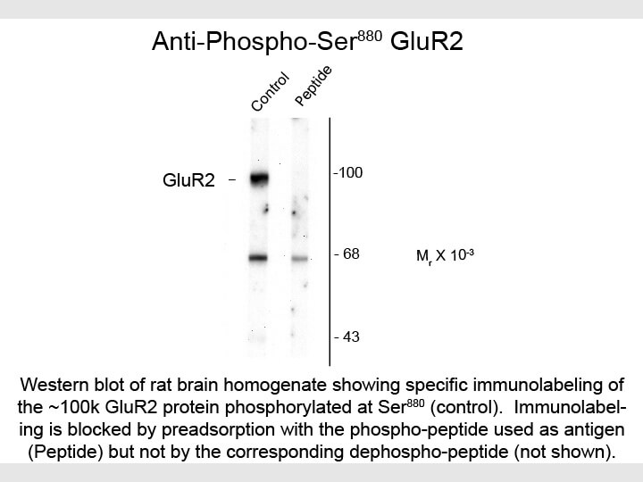 Western Blot of Anti-GluR2 pS880 (Rabbit) Antibody - 612-401-D64