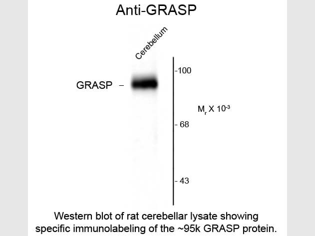 Western Blot of Anti-GRASP (Rabbit) Antibody - 612-401-D66