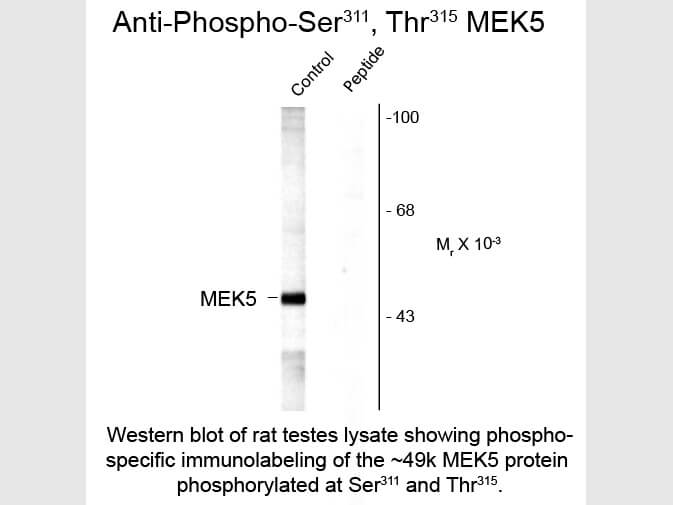 Western Blot of Anti-MEK5 pS311/pT315 (Rabbit) Antibody - 612-401-D74