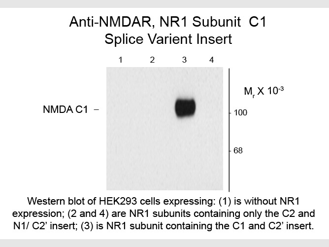 Western blot of Anti-NMDA R1, Splice Variant C1 (Rabbit) Antibody - 600-401-D85