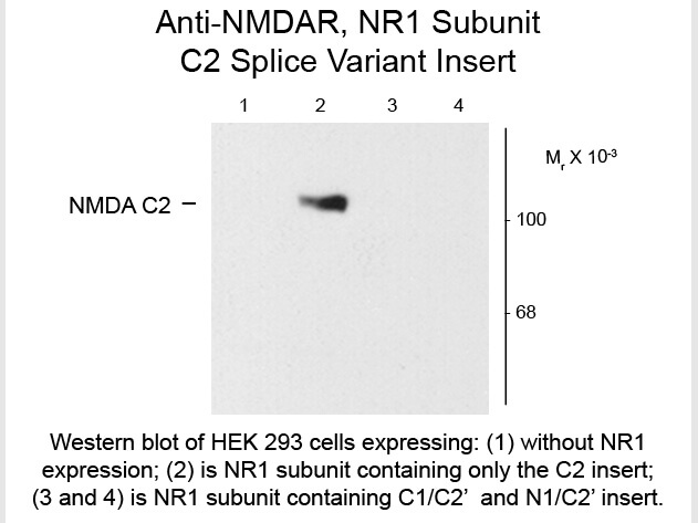 Western blot of Anti-NMDA R1, Splice Variant C2 (Rabbit) Antibody - 600-401-D86