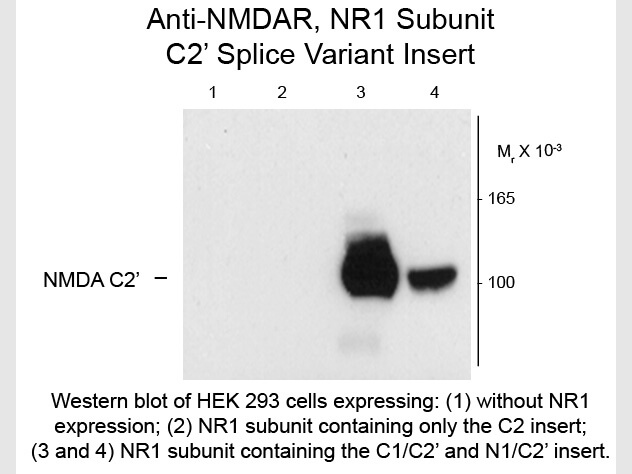 Western blot of Anti-NMDA R1, Splice Variant C2' (Rabbit) Antibody - 600-401-D87