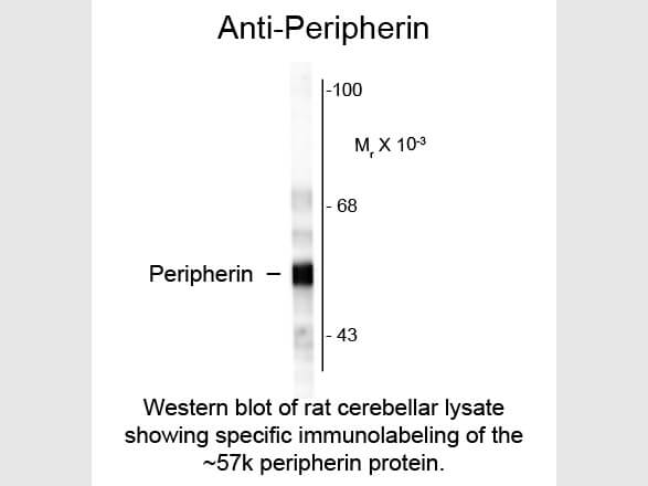 Peripherin Antibody