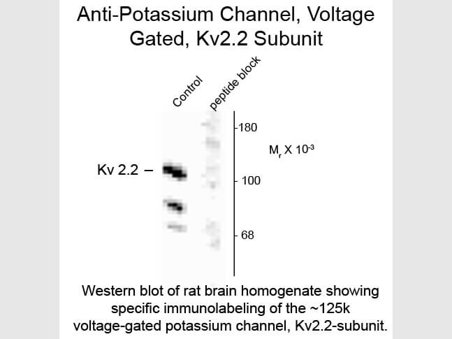 Western blot of Anti-Potassium Channel, Voltage Gated, Kv2.2 (Rabbit) Antibody - 612-401-E13