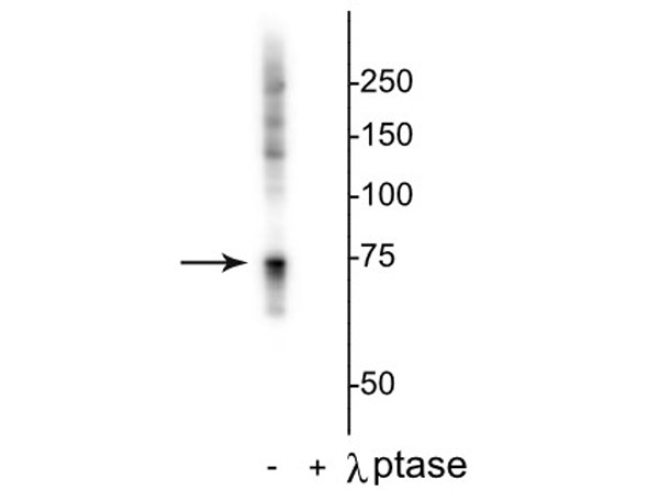 Western blot of Anti-Raf-1 pS642 Antibody