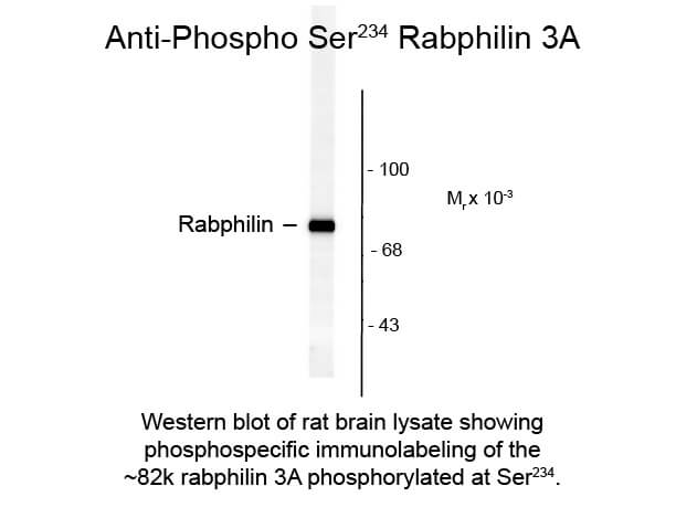 Western blot of Anti-Rabphilin 3A pS234 (Rabbit) Antibody - 612-401-E22