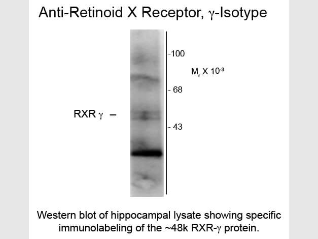 Western blot of Anti-Retinoid X Receptor gamma (Mouse) Antibody - 209-301-E28