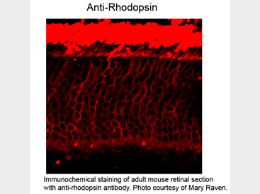 Immunohistochemical staining of Anti-Rhodopsin (Mouse) Antibody - 200-301-E29