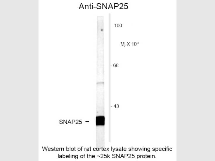 SNAP25 Antibody