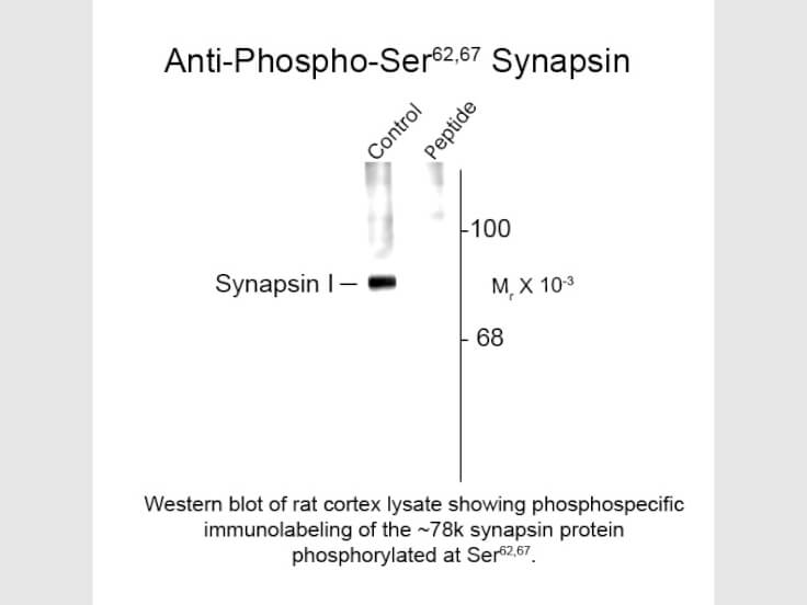 Western blot of Anti-Synapsin I pS62/pS67 (Rabbit) Antibody - 612-401-E33