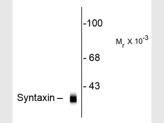 Western blot of Anti-Syntaxin (Mouse) Antibody - 200-301-E40
