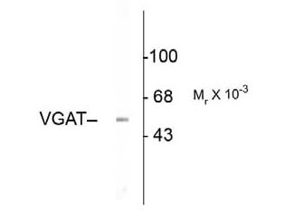 Western blot - Vesicular GABA transporter (VGAT)