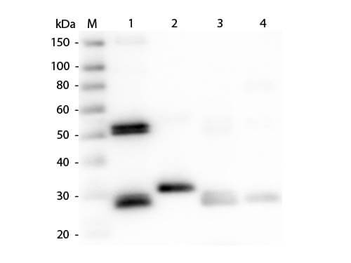 Dylight conjugated antibody - Western Blot