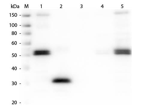 Western Blot of Anti-Rat IgG F(c) (RABBIT) Antibody (p/n 612-4103)