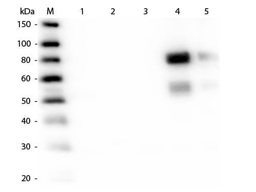 Western Blot of Anti-Rat IgM (mu chain) (RABBIT) Antibody (p/n 612-4107)