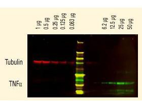 Western Blot of Anti-Rat IgG (H&L) (RABBIT) Antibody (p/n 612-4102)