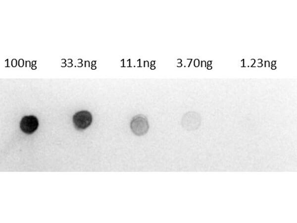 Dot Blot of Anti-Rat IgG Antibody Alkaline Phosphatase Conjugate