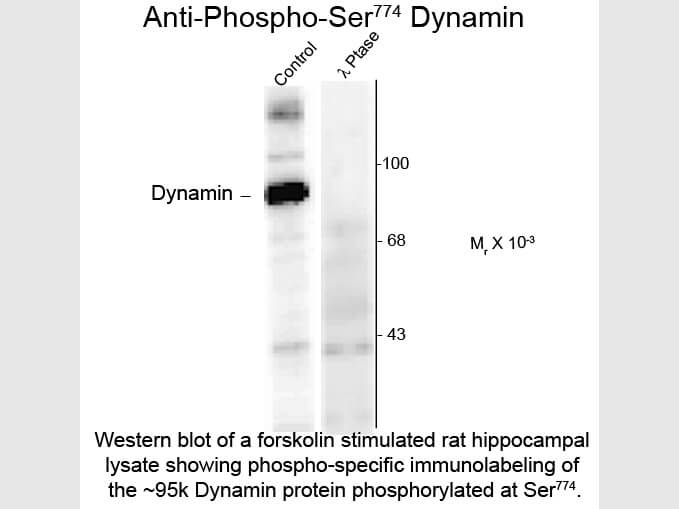 Western Blot of Anti-Dynamin pS774 (Sheep) Antibody - 612-601-D32
