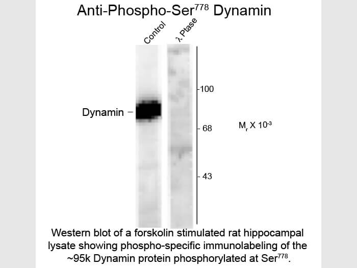 Western Blot of Anti-Dynamin pS778 (Sheep) Antibody - 612-601-D33