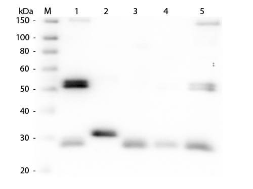 Western Blot of Anti-Rat IgG (H&L) (SHEEP) Antibody (p/n 612-6102)