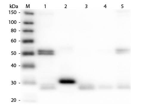 Western Blot of Anti-Rat IgG (H&L) (DONKEY) Antibody (Min X Bv Ch Gt GP Ham Hs Hu Ms Rb & Sh Serum Proteins) (p/n 612-701-120)