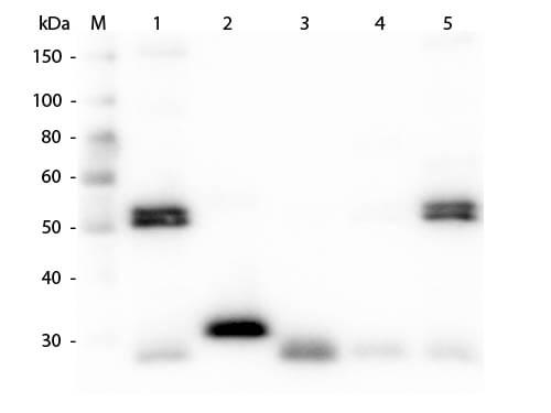 Western Blot of Anti-Rat IgG (H&L) (CHICKEN) Antibody (p/n 612-9102)