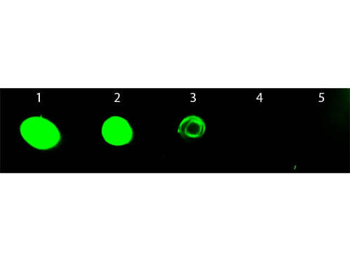 Rat IgG Antibody Fluorescein Conjugated - Dot Blot