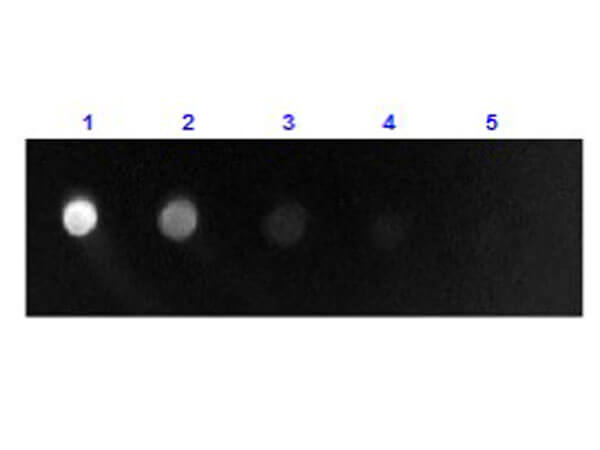 Dot Blot of Anti-Sheep IgG F(ab')2 Antibody Fluorescein Conjugate