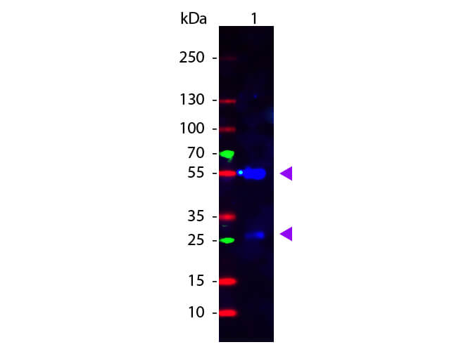 WB - Sheep IgG (H&L) Secondary Antibody Fluorescein Conjugated Pre-Adsorbed