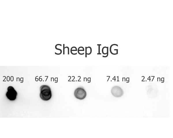 Rabbit anti-Sheep IgG Antibody Alkaline Phosphatase Conjugated DB