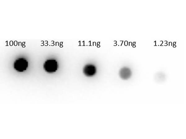 Dot Bot of Rabbit Anti-Sheep IgG Biotin Conjugated Antibody Min X human serums.