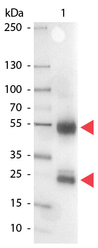 Swine IgG (H&L) Antibody Alkaline Phosphatase Conjugated - Western Blot