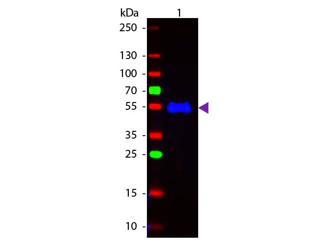 WBM - Monkey IgG (gamma chain) Antibody Fluorescein Conjugated