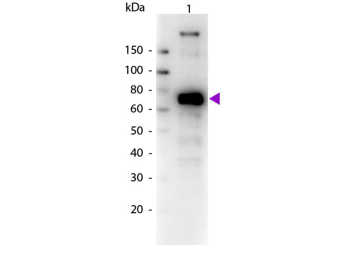 WB - Monkey IgM (mu chain) Antibody Biotin Conjugated