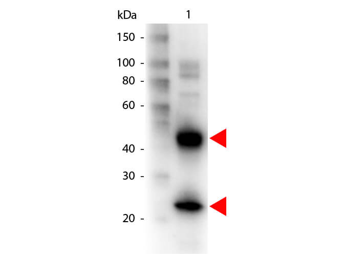 Armenian Hamster IgG (H&L) Antibody Biotin Conjugated - Western Blot