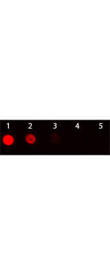 Armenian Hamster IgG Antibody Texas Red Conjugated - Dot Blot