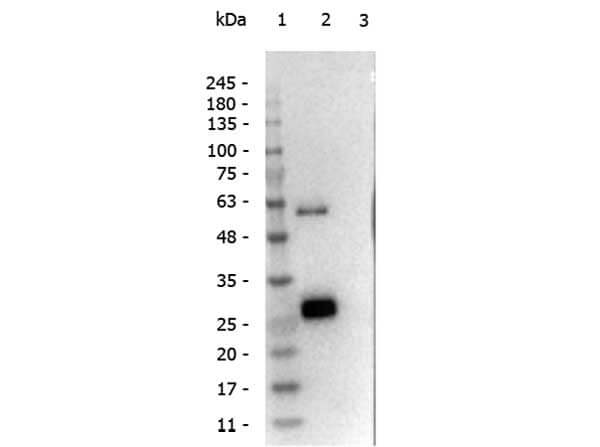 Western blot of Anti-Llama IgG1 antibody